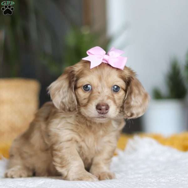 Schnitzel, Dachshund Puppy